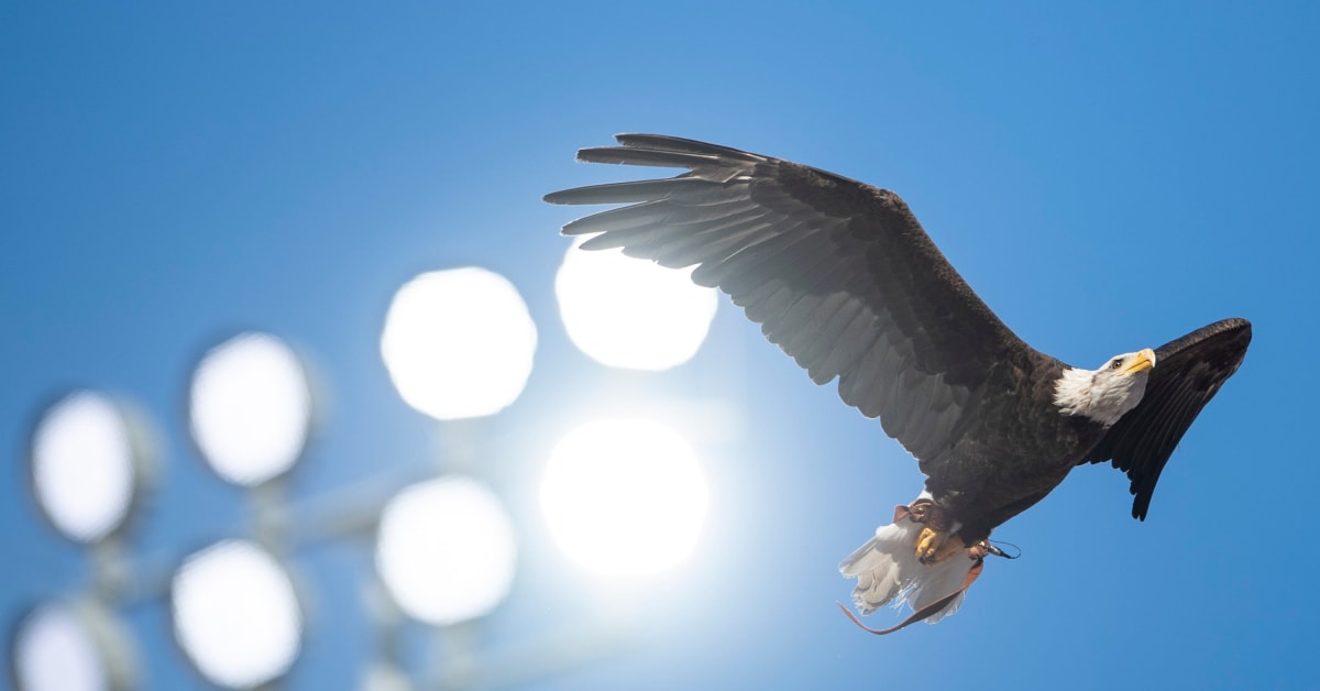 A War-Eagle welcome for #1 LSU baseball when it visits Auburn this ...