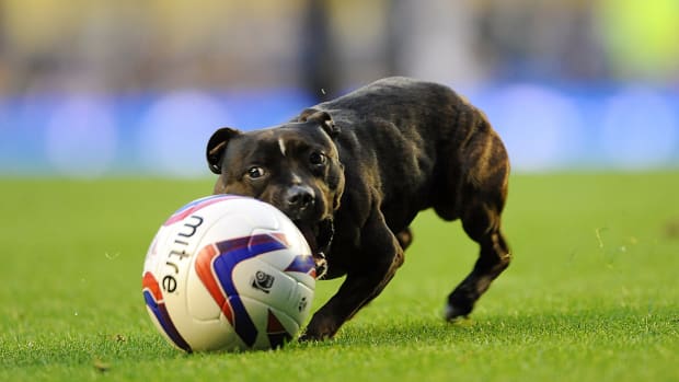 Adorable Dog Invades Pitch, Has Post-match Interview In Argentina ...