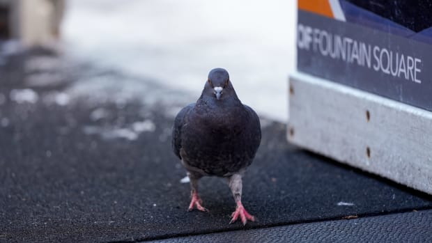A pigeon in Cincinnati on Dec. 14, 2023.