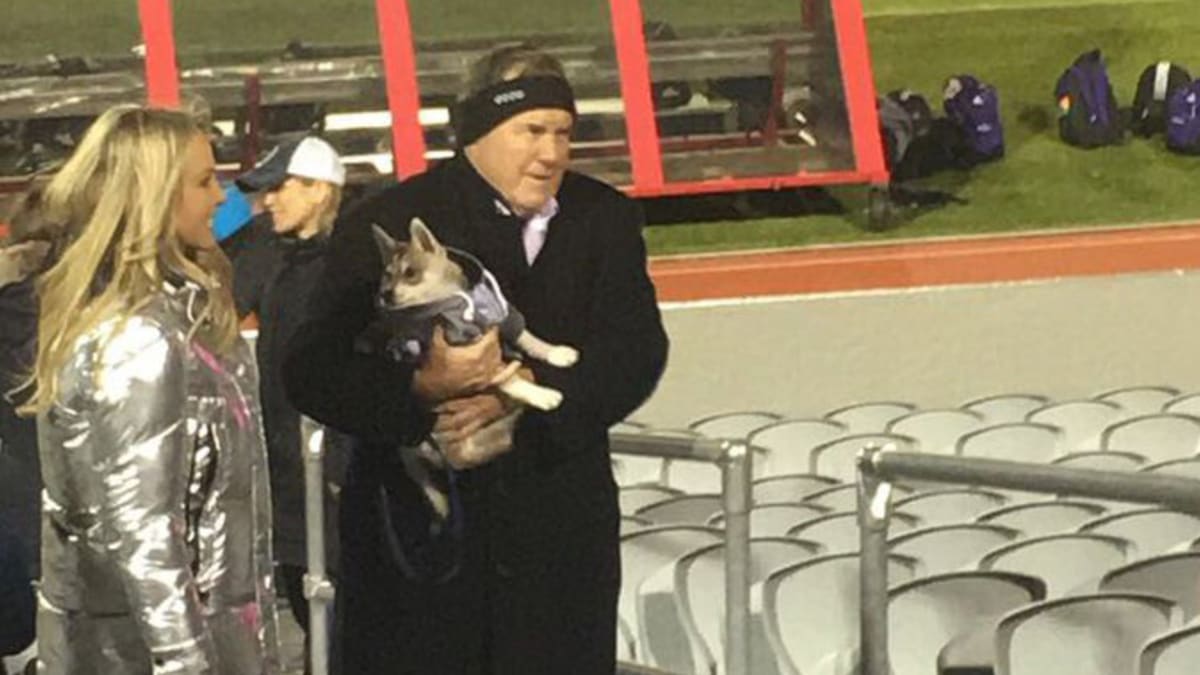 Bill Belichick's dog created a surge in demand - Sports Illustrated