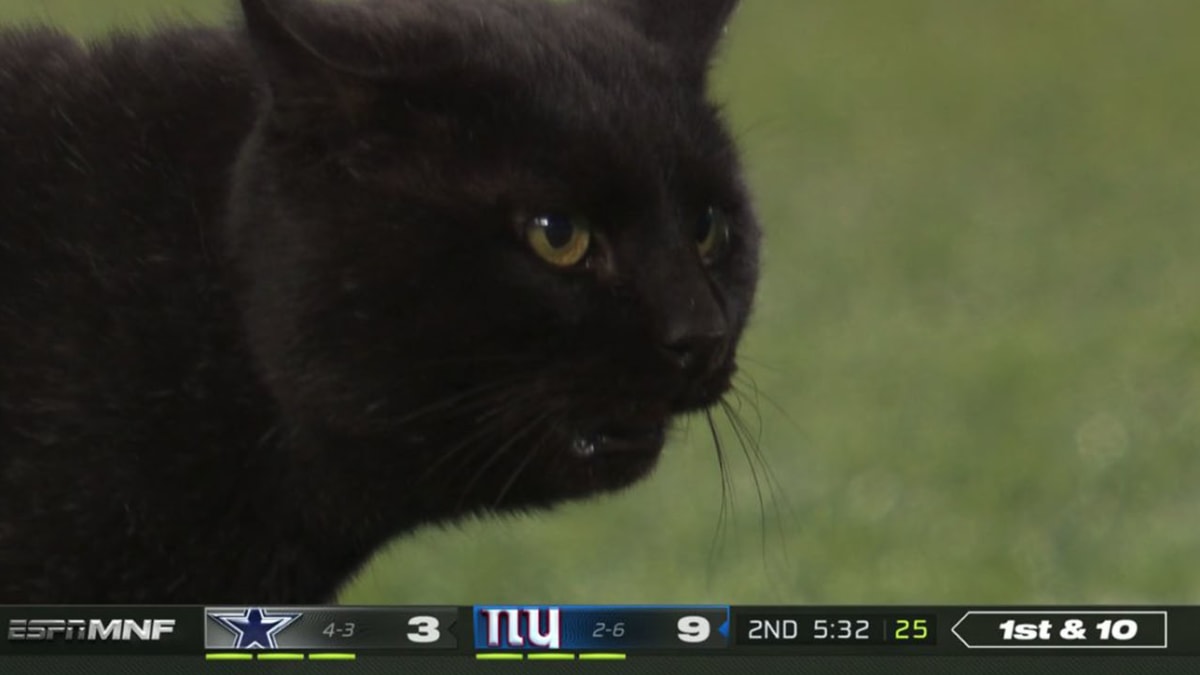 Celebrate the Black Cat that gave the Cowboys good luck with a new