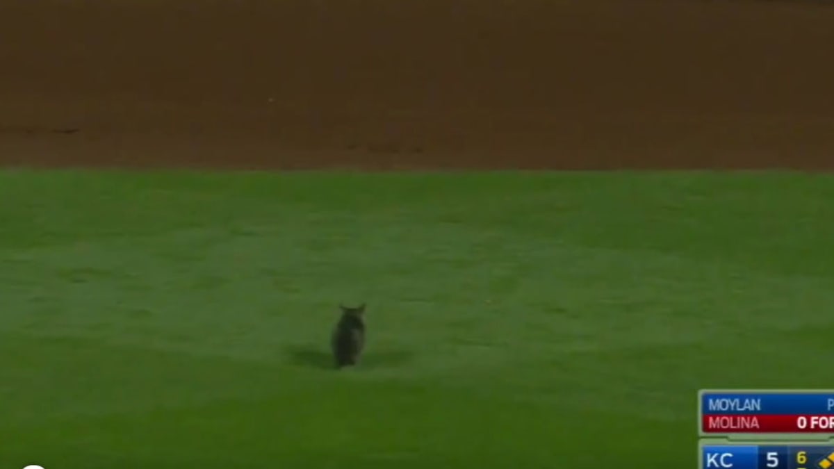 Yadier Molina's grand slam after cat runs on field leads Cards to win