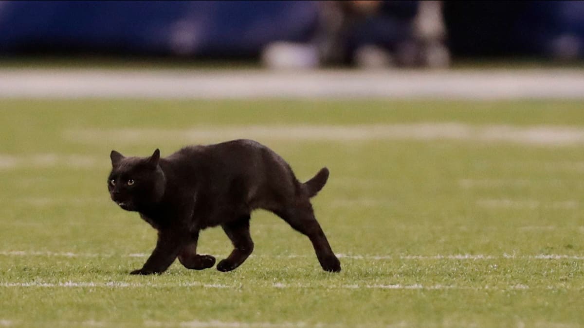 Black cat runs interrupts Giants-Cowboys game