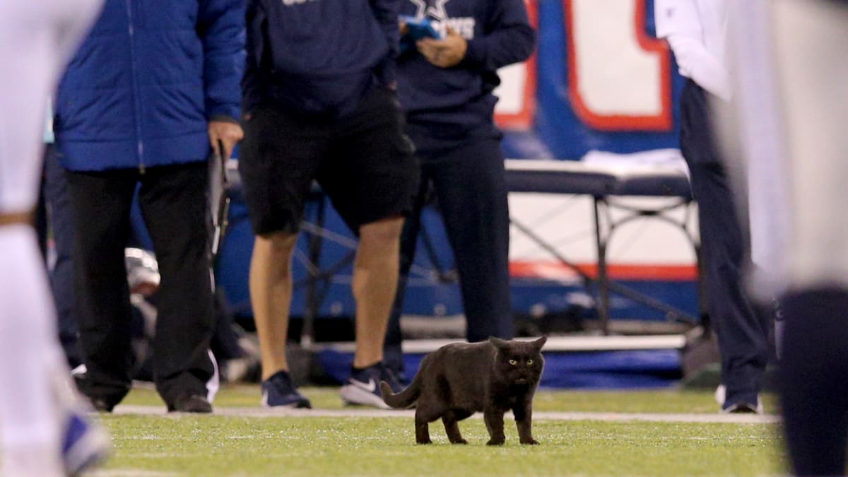 Black cat runs onto field during Giants-Cowboys game 