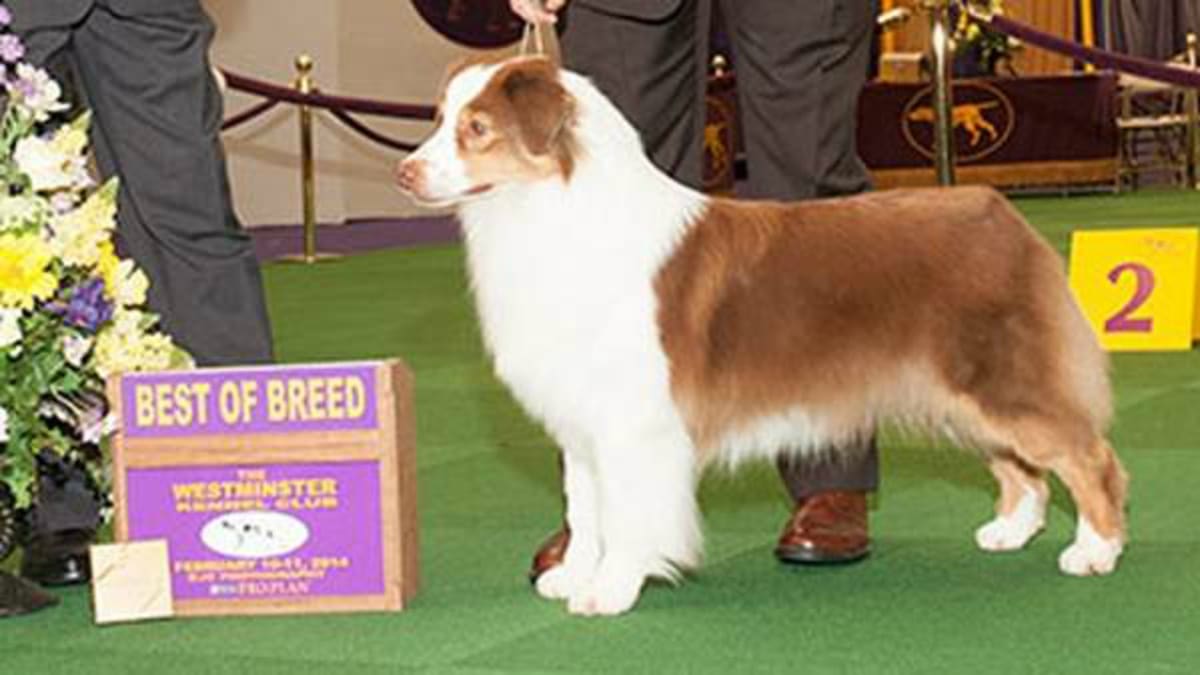Teasing tandpine så meget Rays Catcher Ryan Hanigan's Dog Won Best in Breed at Westminster - Sports  Illustrated