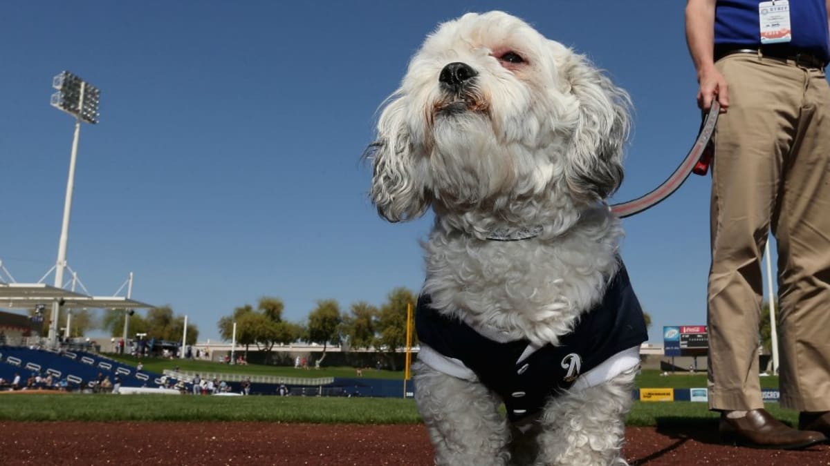 Milwaukee Brewers Dog Pet Baseball Jersey