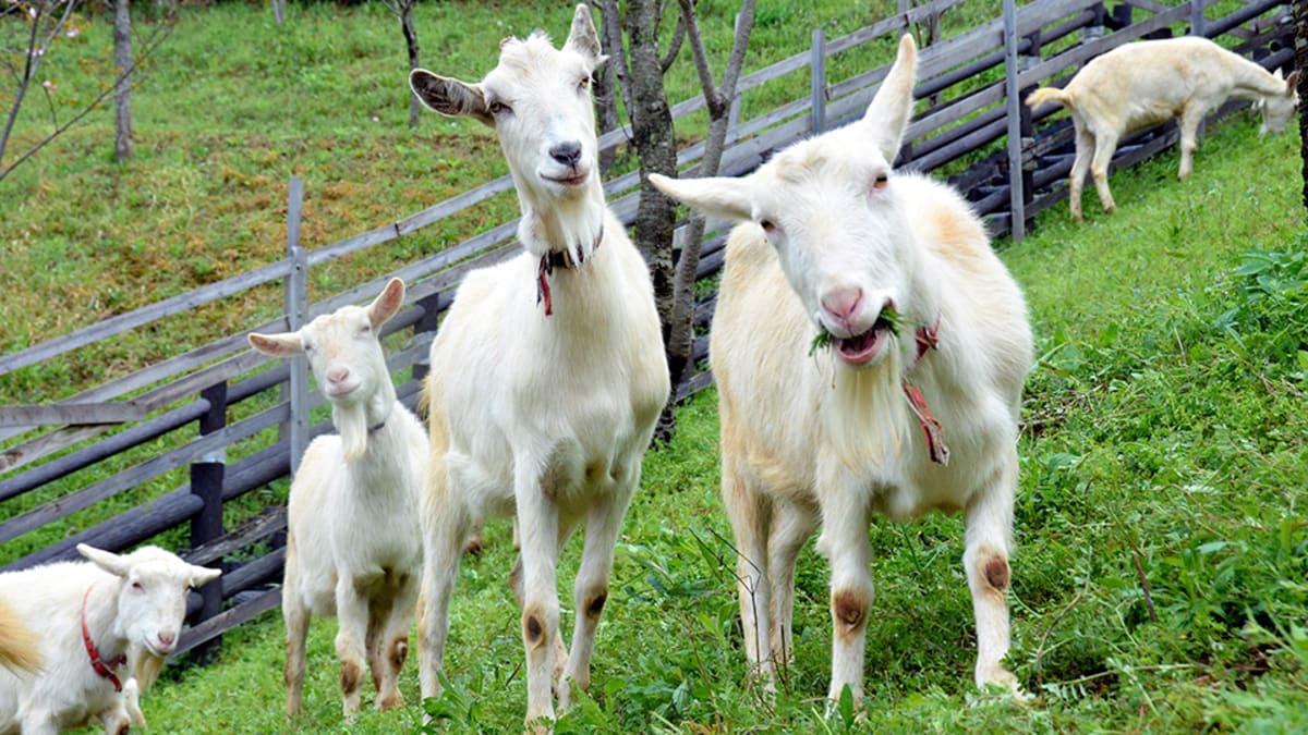Hartford Yard Goats Unveil Uniforms – SportsLogos.Net News