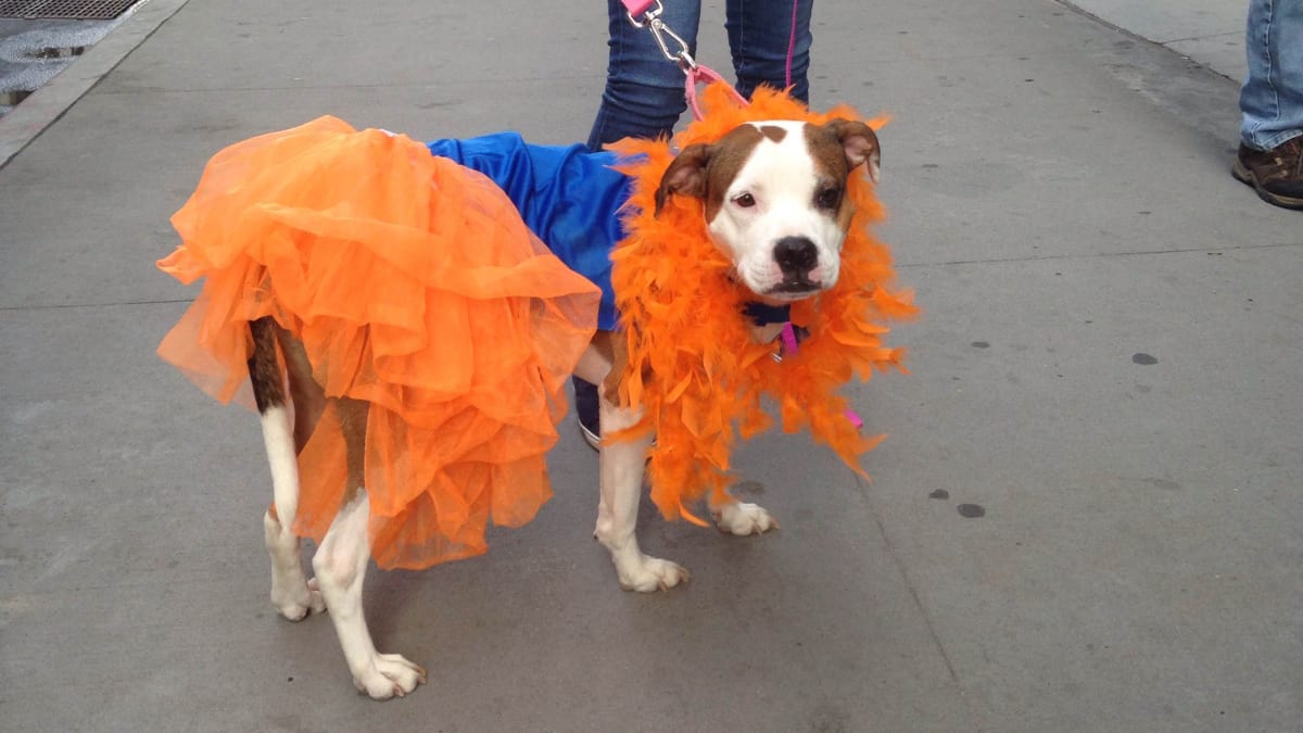 World Series: New York Mets puppy parade held in Manhattan - Sports  Illustrated