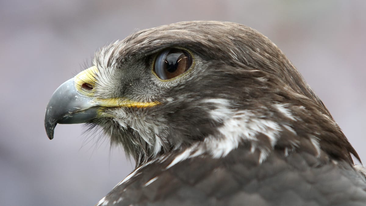 Seattle Seahawks bird mascot that flew into stands issues