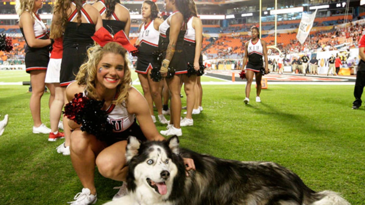 Atlanta Falcons Cheerleader Dog Dress