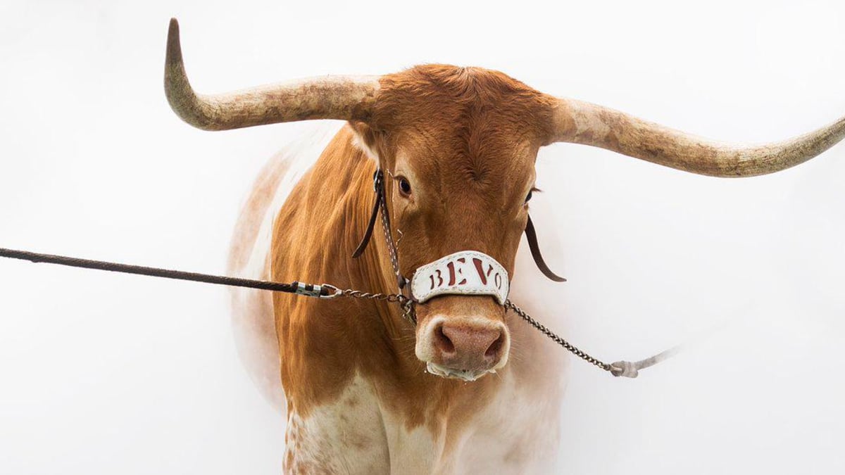 Texas Longhorns - Rich in history, steeped in tradition. What is