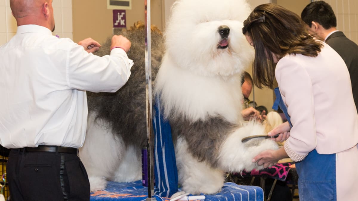 Backstage at the Westminster Dog Show - Sports Illustrated