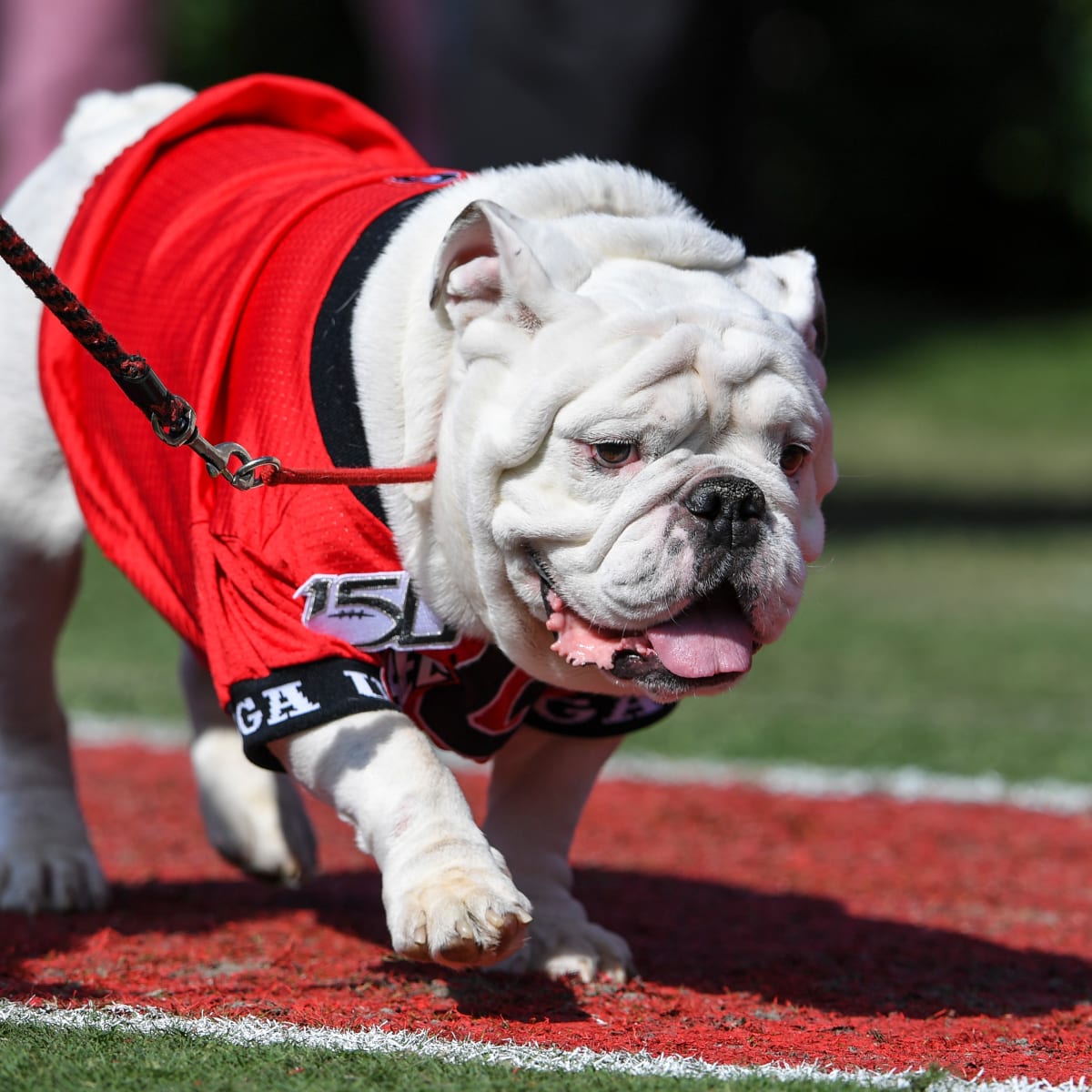 Why are Georgia Bulldogs and Atlanta Braves fans so patient?