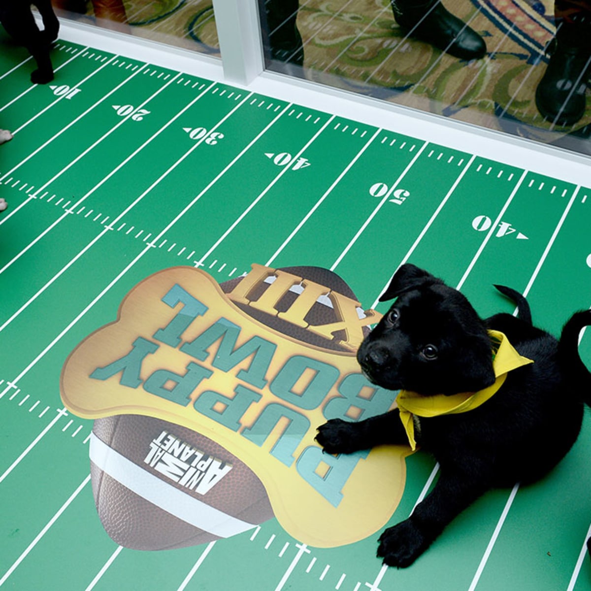 Puppy Bowl 2018: Time, channel, how to stream online