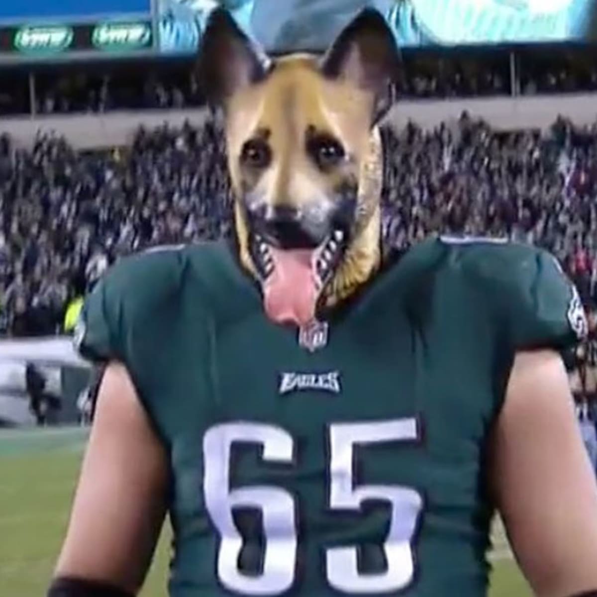 Philadelphia Eagles on X: Doggone it, you better believe dog