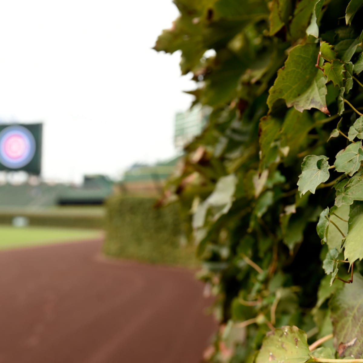 I was watching the Cubs play at Wrigley Field yesterday on the tube. What  happened to the ivy at Wrigley Field? - Quora