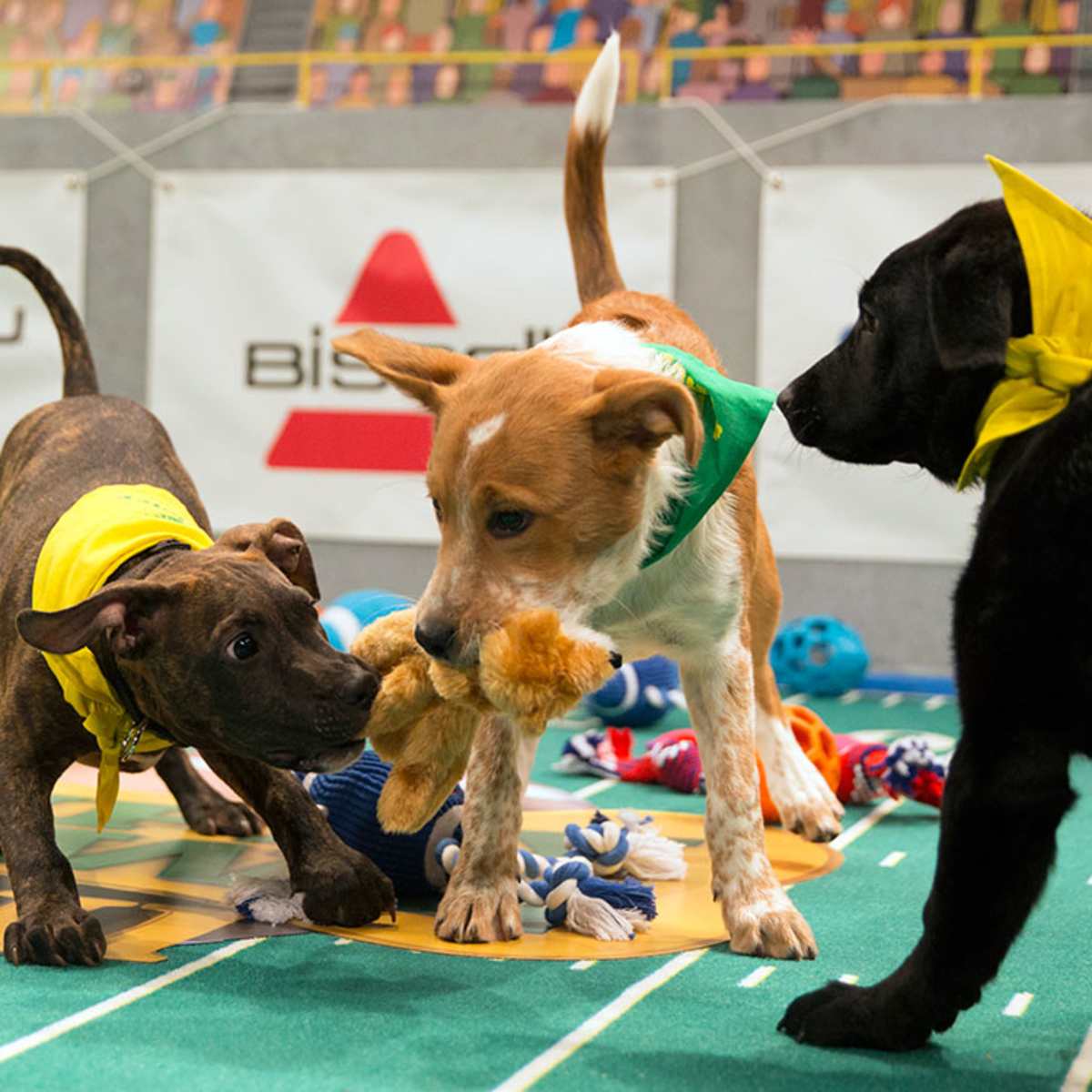 Which Sportsbook Wanted To Offer Betting On The Puppy Bowl?