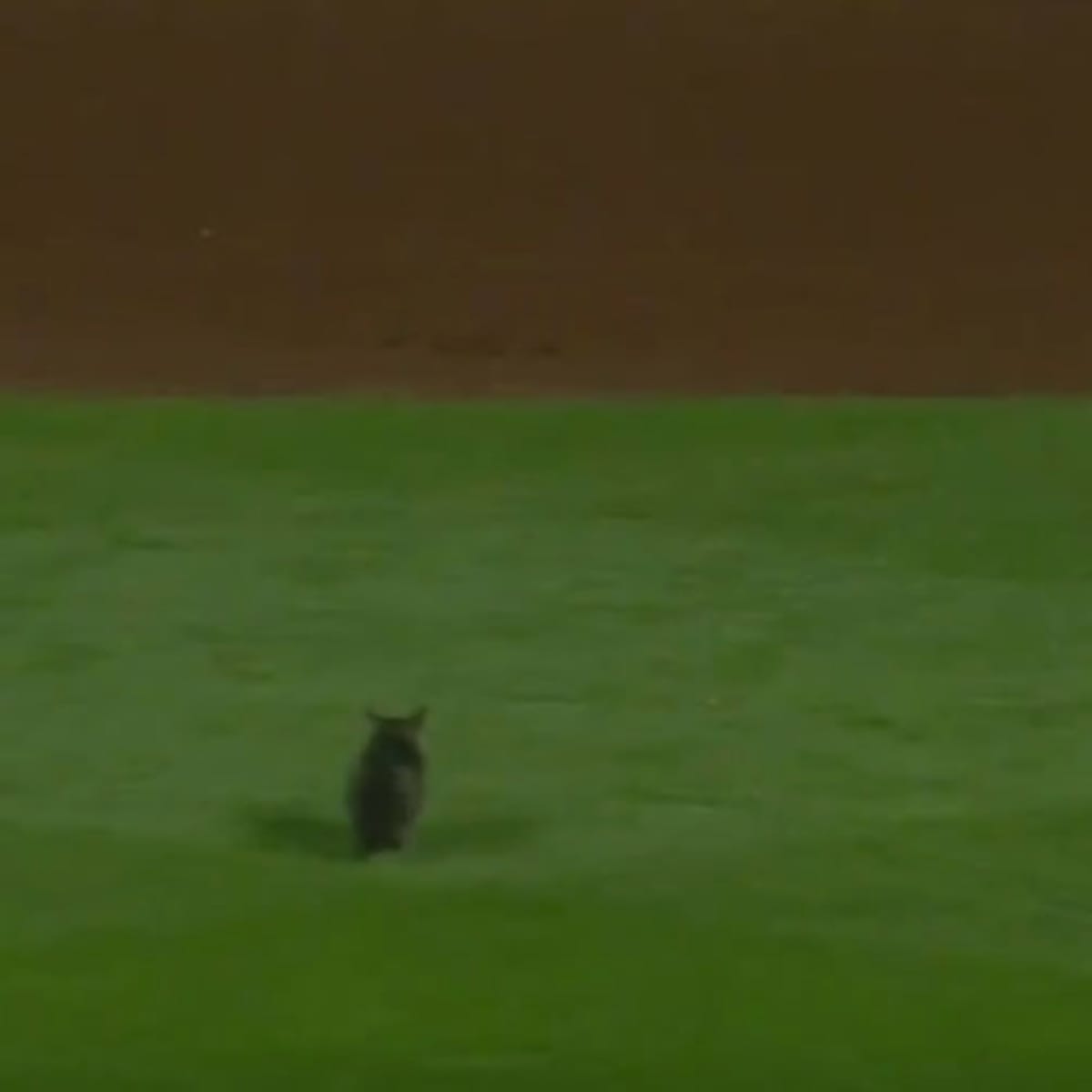 Yadier Molina's grand slam after cat runs on field leads Cards to win