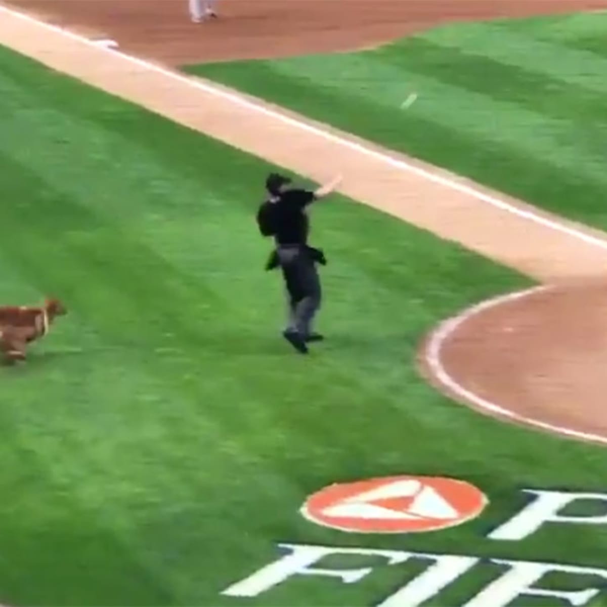 Rookie the Trenton Thunder Bat Dog got to Visit Yankee Stadium!