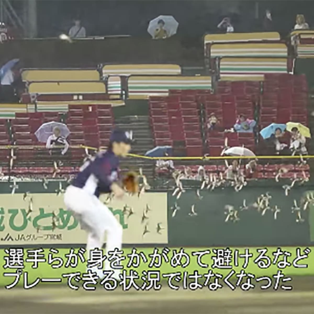 Birds interrupt Japanese baseball game (video) - Sports Illustrated
