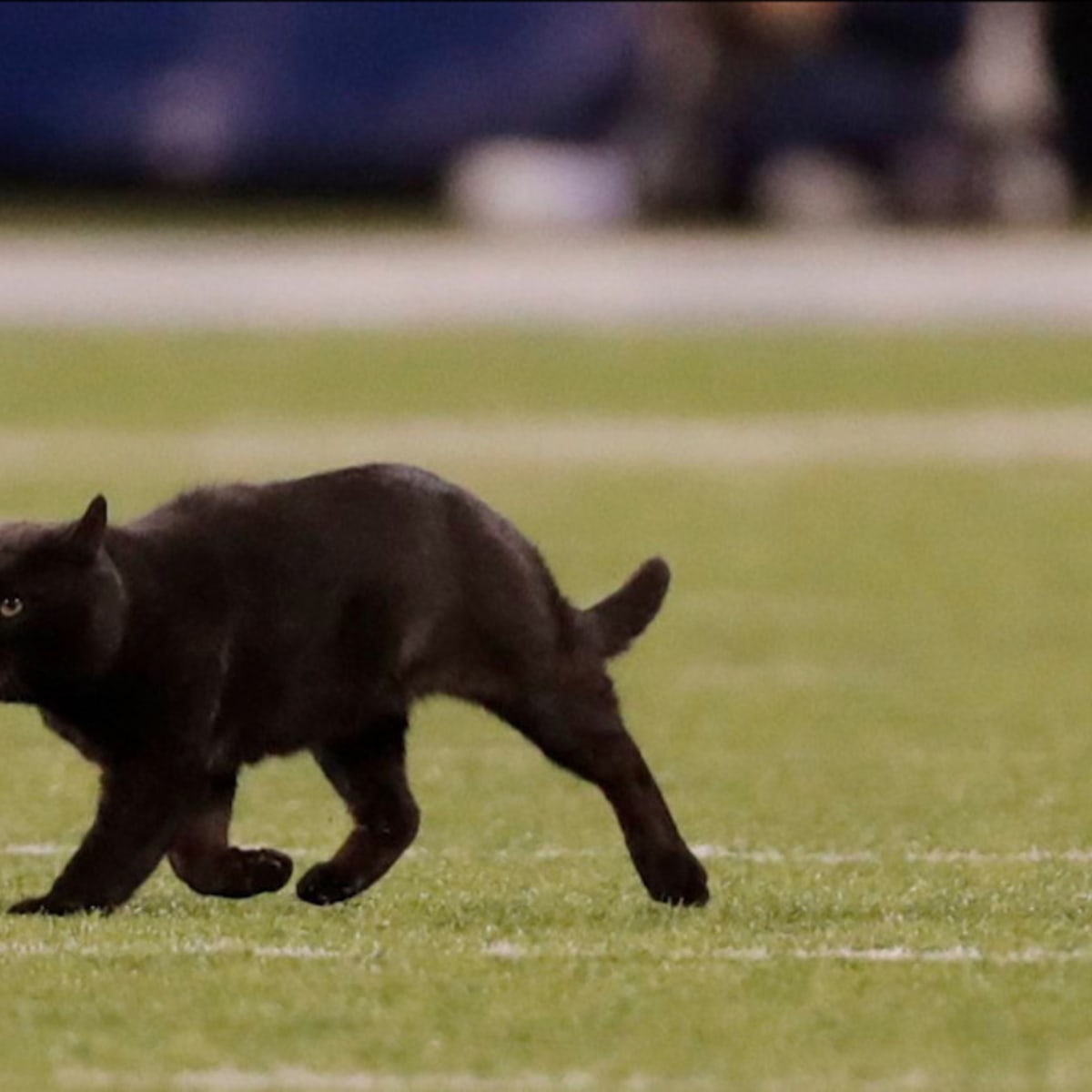 Top 10 reactions to the black cat on 'Monday Night Football' - Los Angeles  Times