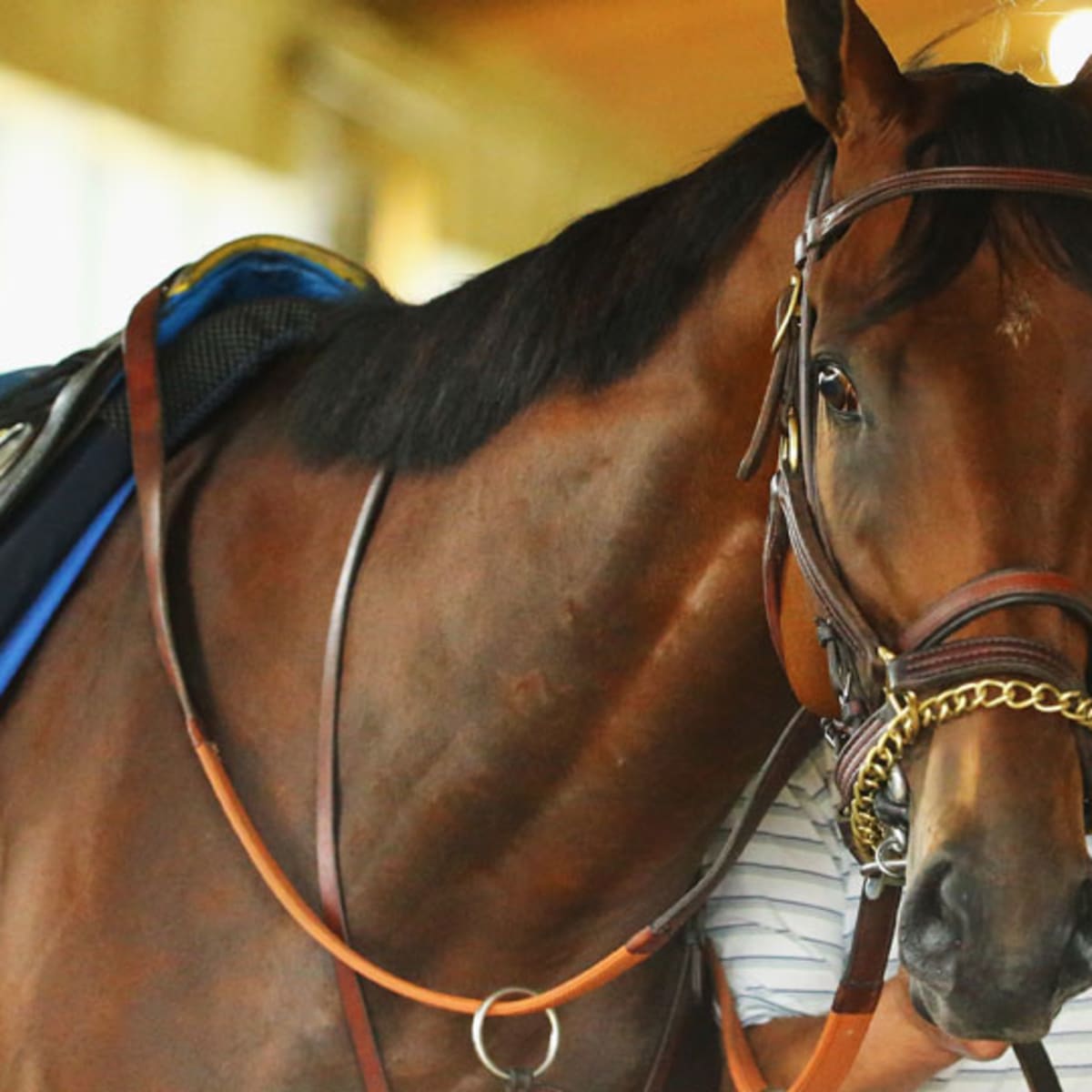 Take a 360-degree GoPro ride on winning horse American Pharoah - CNET