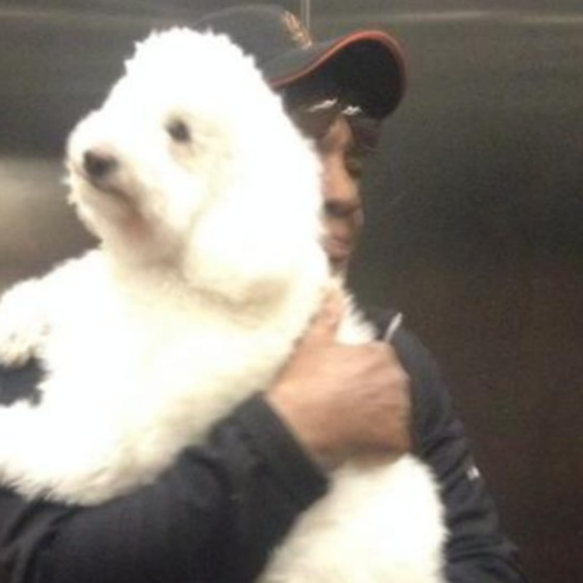 Milwaukee Brewers' Hank the Ballpark Pup Wasn't a Double After All