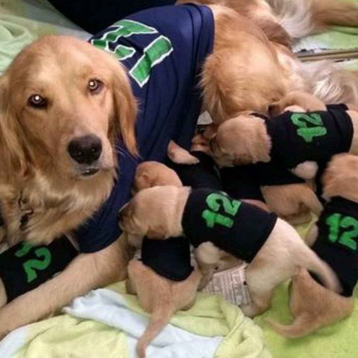 Seattle Seahawks fan shows 12th man spirit with dog and her 11