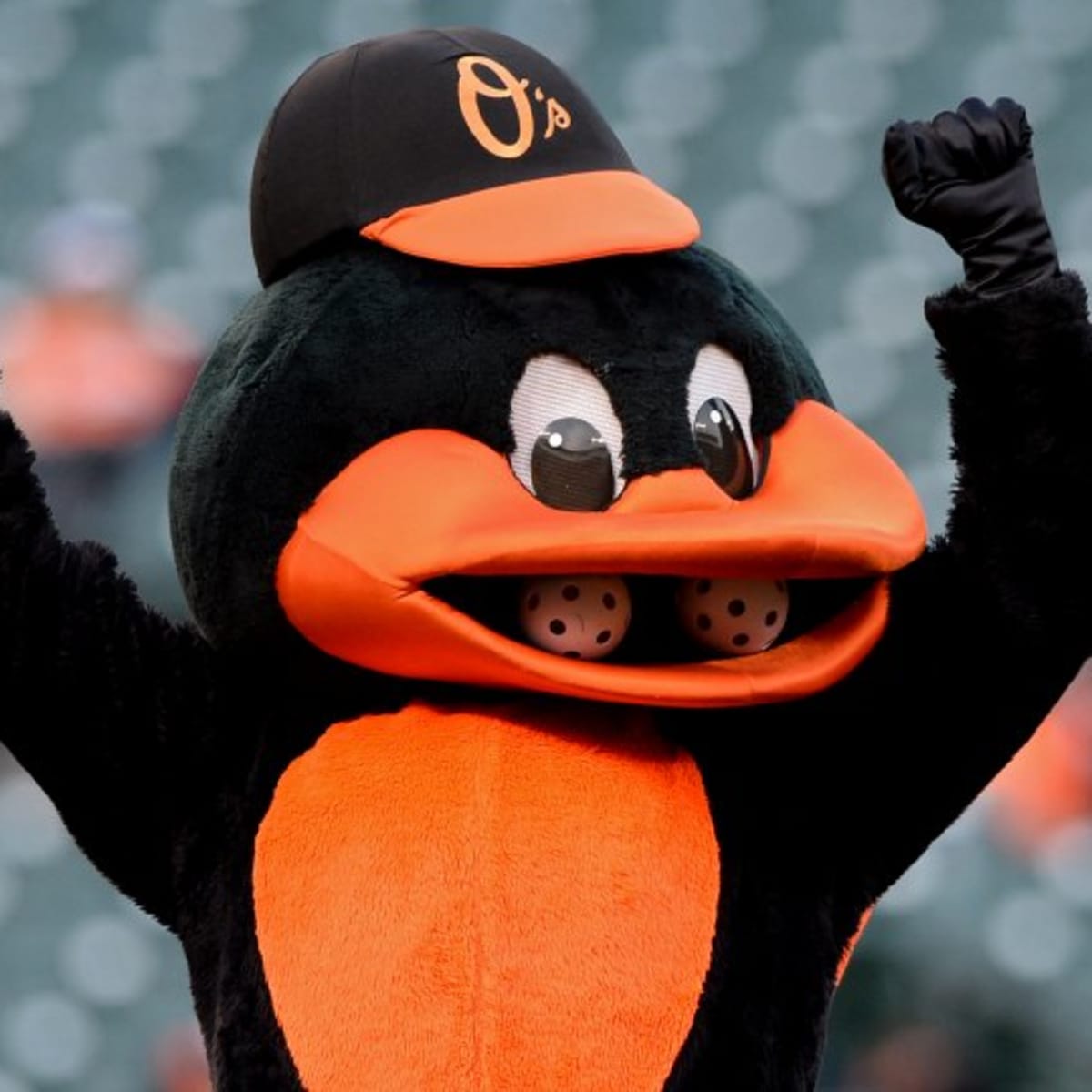 Baltimore Orioles mascot fights back after fan takes low blow during  photo-op - Sports Illustrated