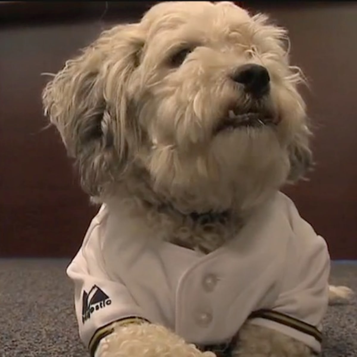 Hank the Ballpark Pup