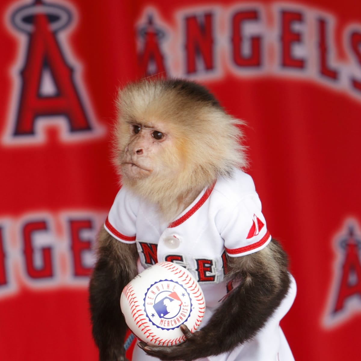 The Angels Rally Monkey did a 10/10 job on this puck drop