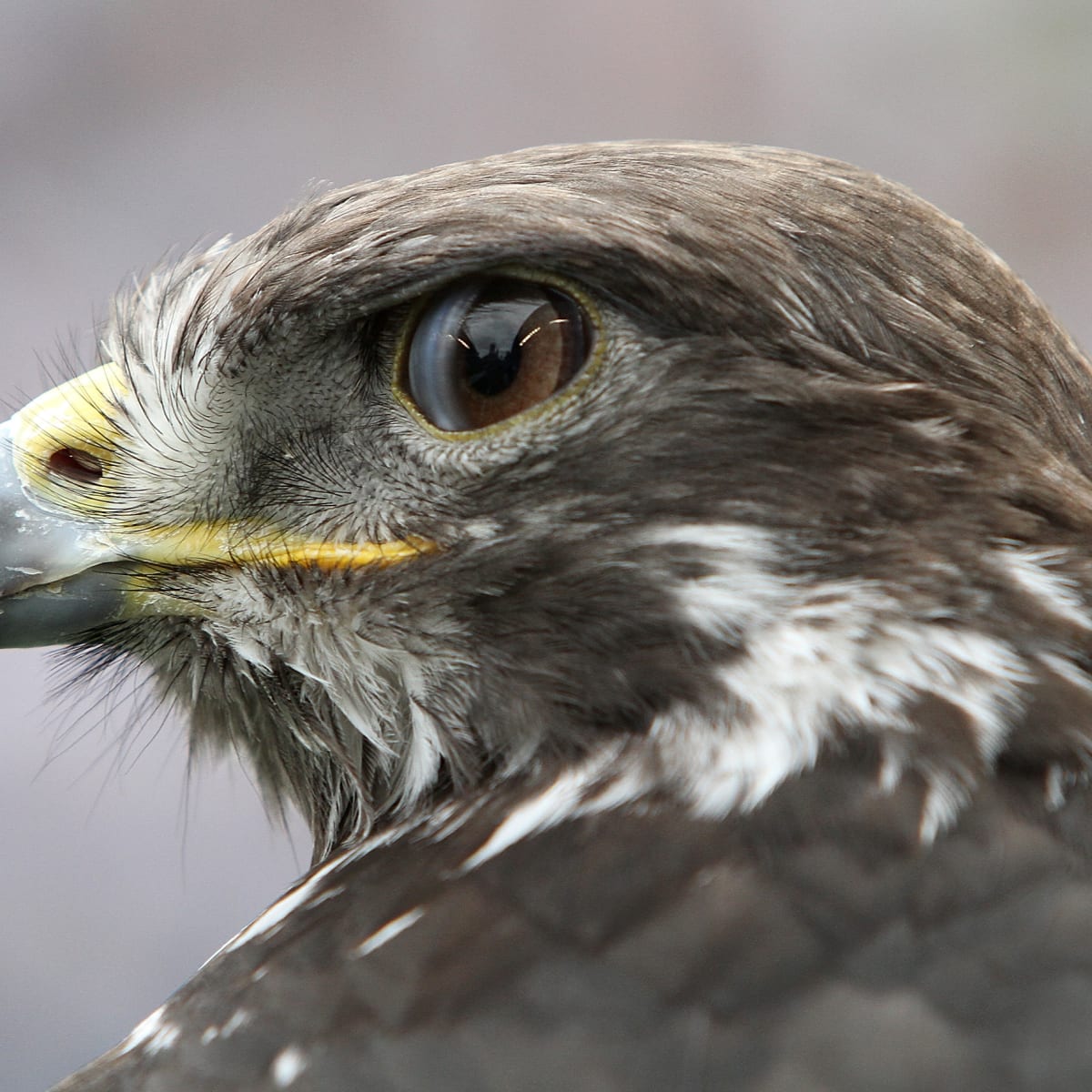 Seattle Seahawks' Live Hawk Taima Lands on Fan's Head During Game