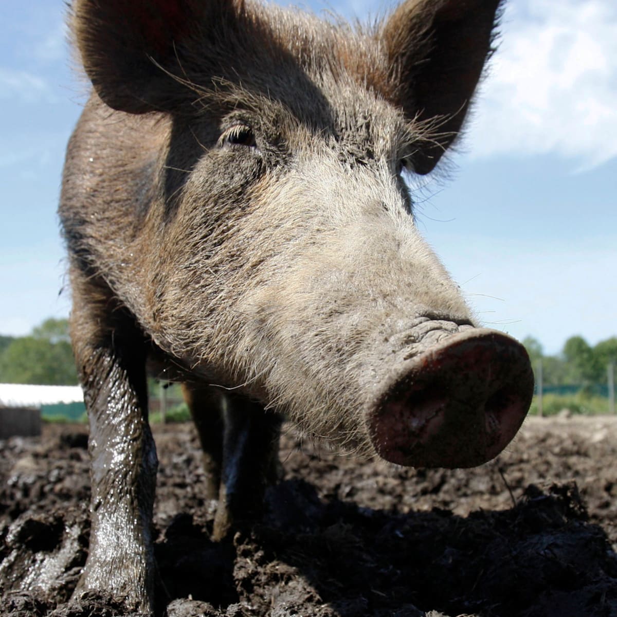 Feral Pigs Problem In Us How Texas Is Fighting Back Sports Illustrated