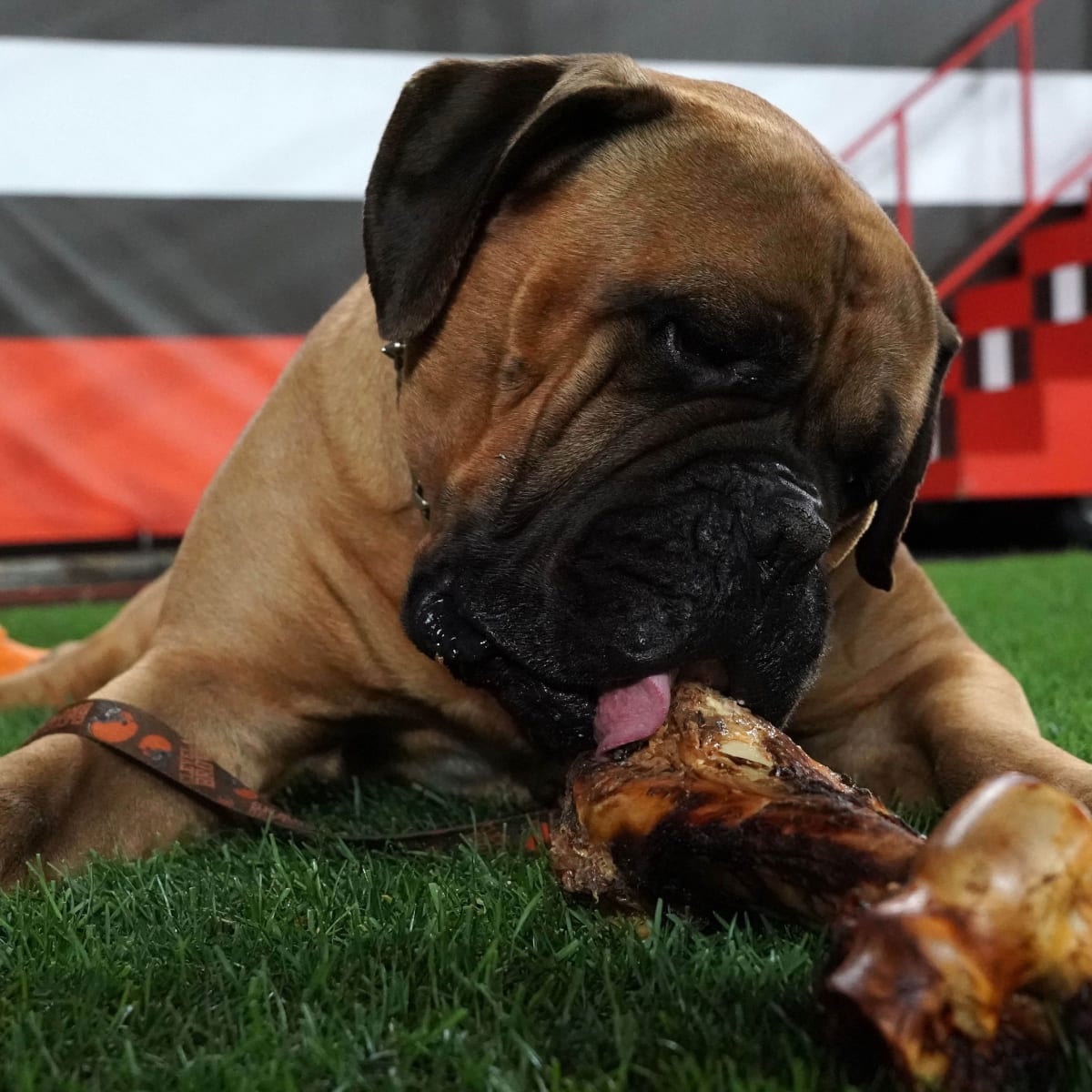 Cleveland Browns mascot Swagger honored in celebration of life ceremony