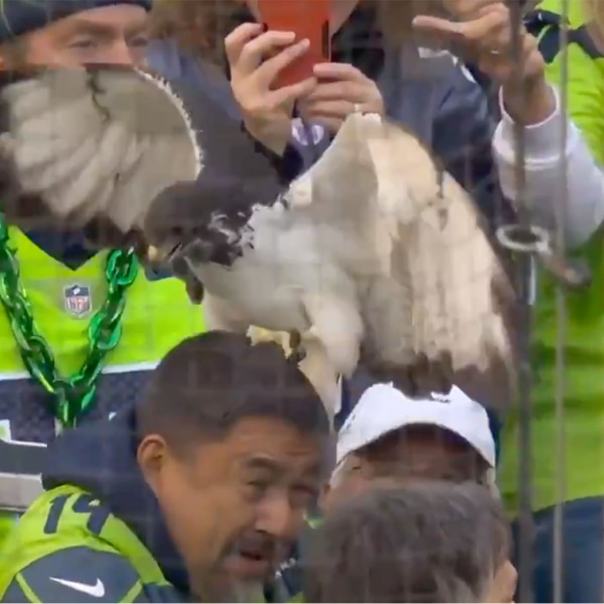 WATCH: Seattle Seahawks' Live Mascot Lands on Fan's Head During TNF