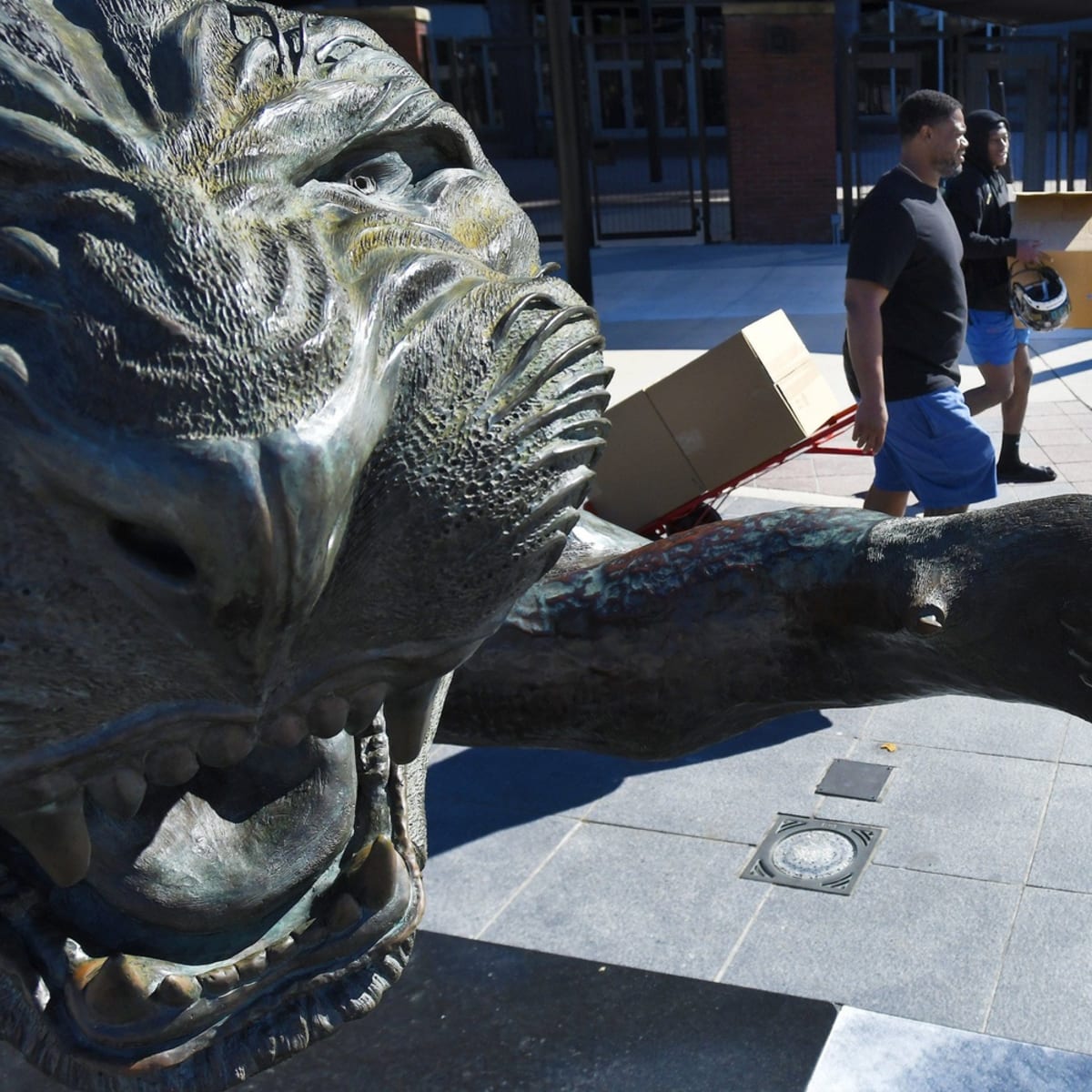 New Jaguars cub at Jacksonville Zoo selects Jags as winner over