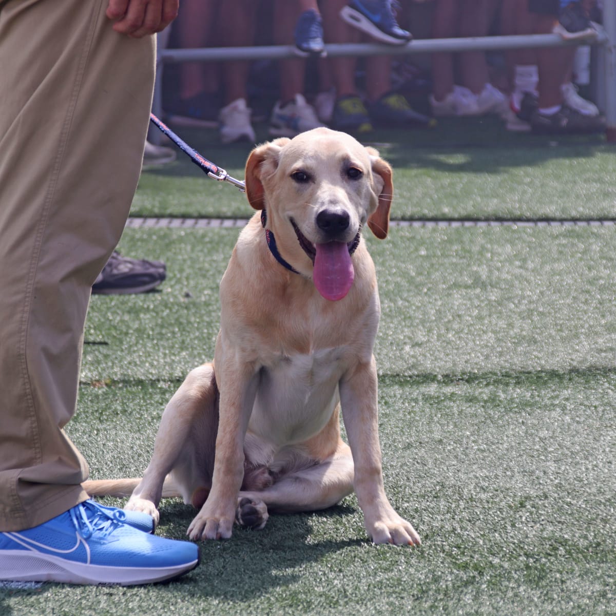 OLE MISS DOG JERSEY