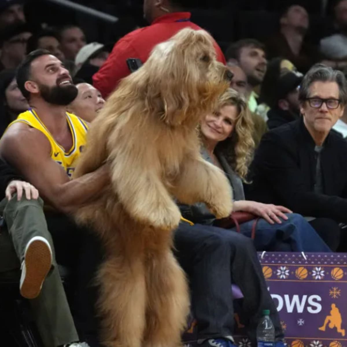 Who is Brodie Dog Steals Show at New York Knicks Los Angeles