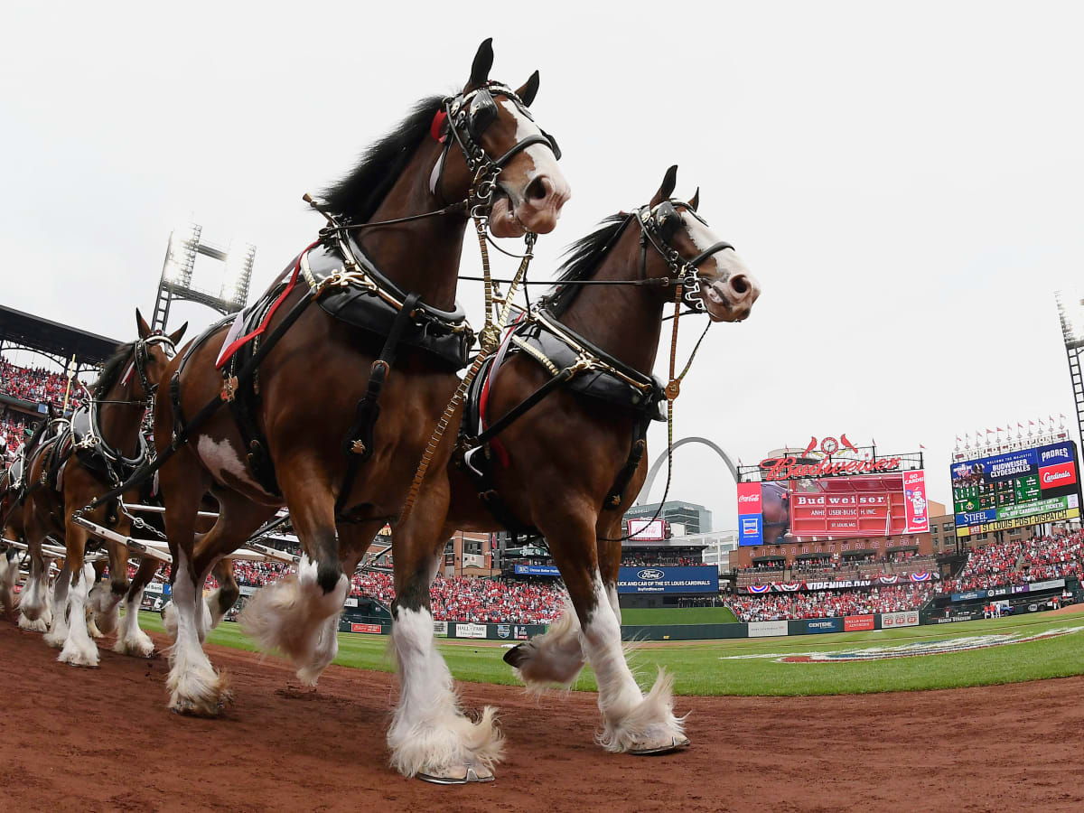 How the Budweiser Clydesdales prepare for their big day at Busch