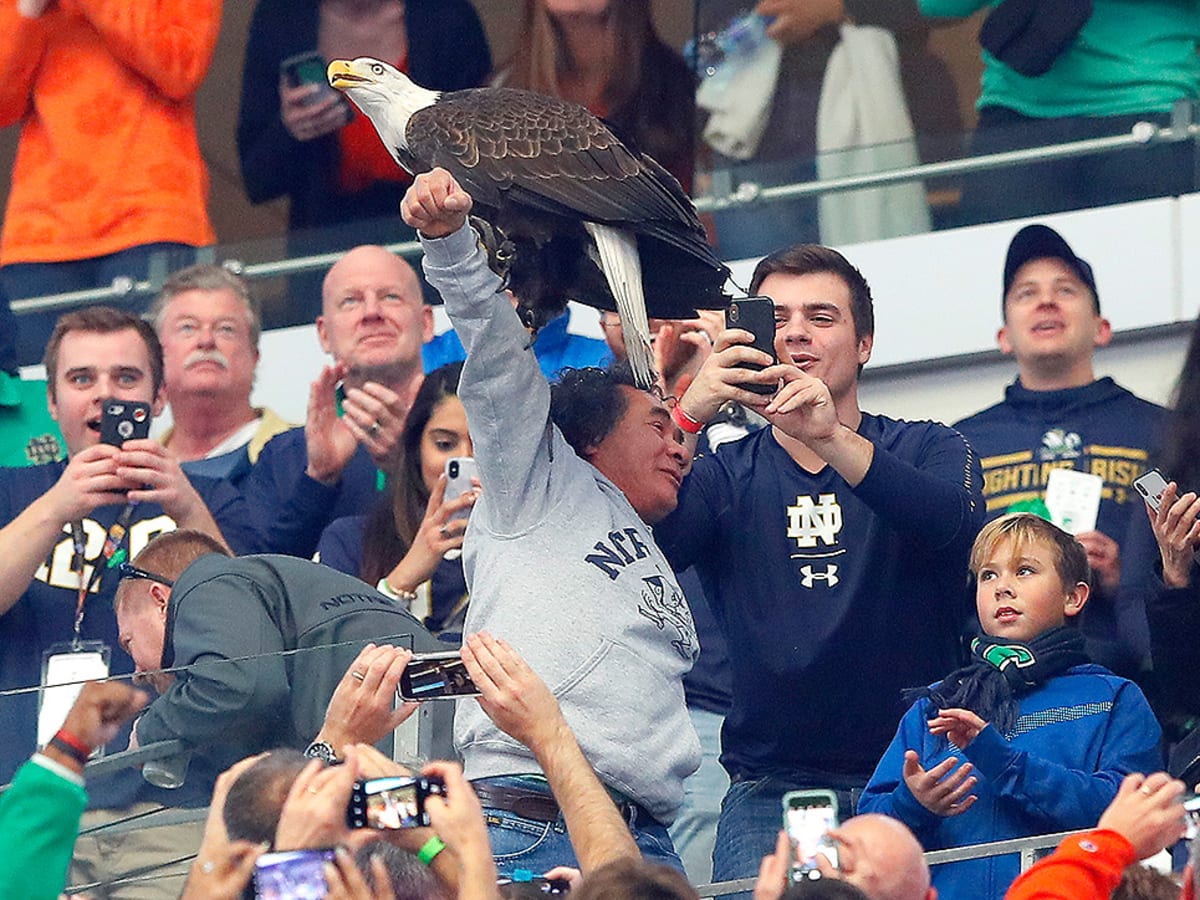 Bald eagle lands on arm of helpful Notre Dame fan at Cotton Bowl