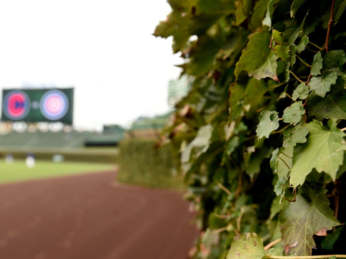 Cubs selling Wrigley Field ivy leaves from 2016 season for $200 - Sports  Illustrated