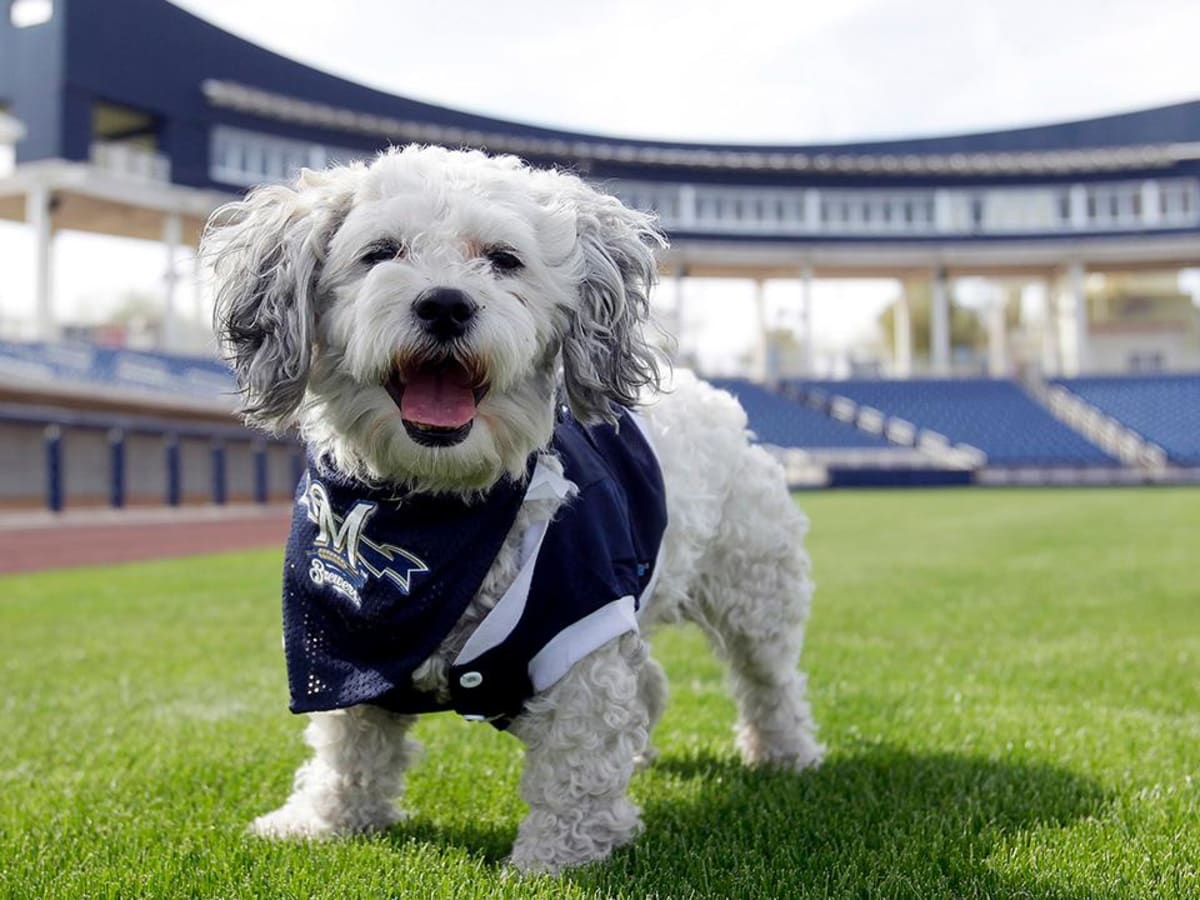 100 years before the Brewers adopted Hank, the Indians had a bull terrier  mascot named Larry