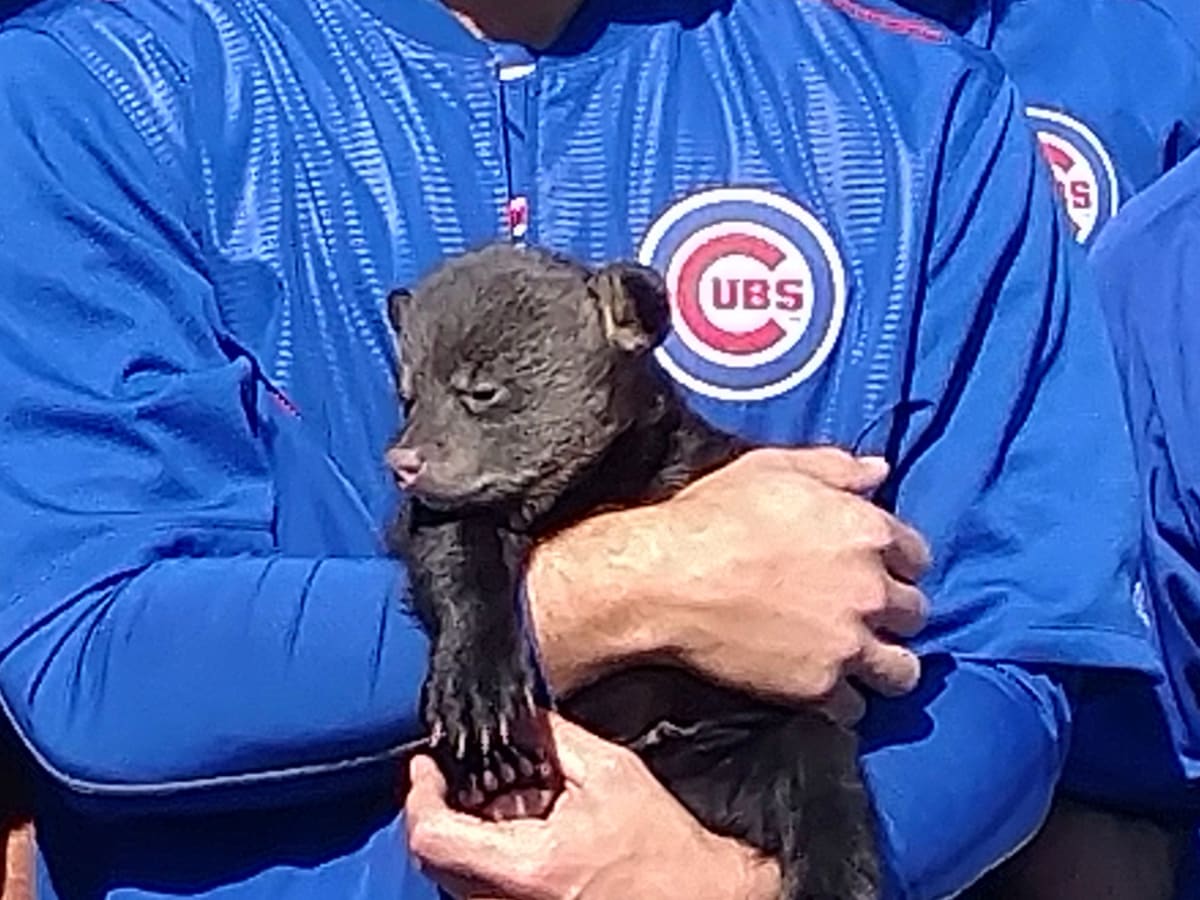 Bear cubs visit Chicago Cubs at spring training - Sports Illustrated