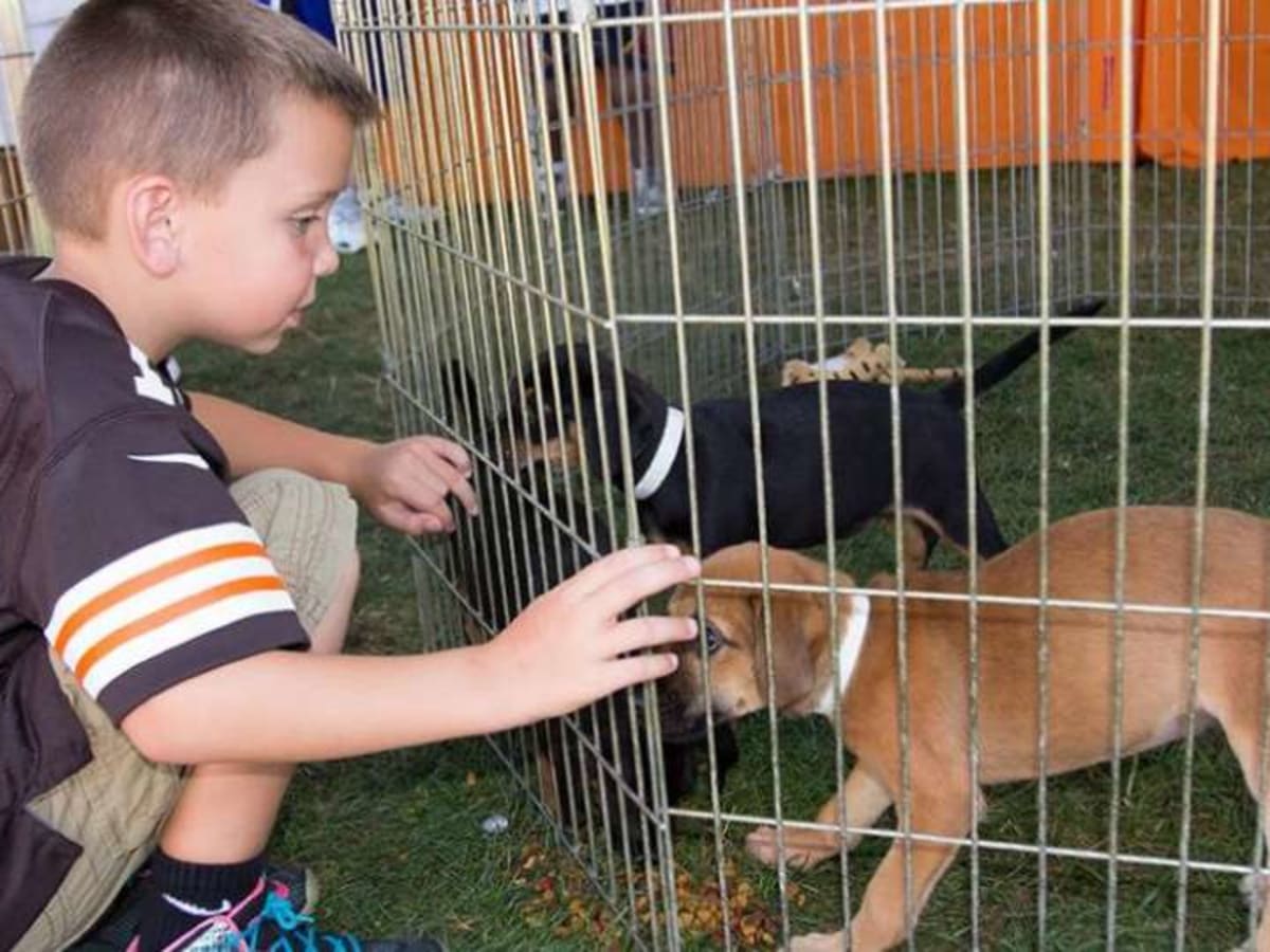 In the dog days of summer, the Cleveland Browns' puppy adoption