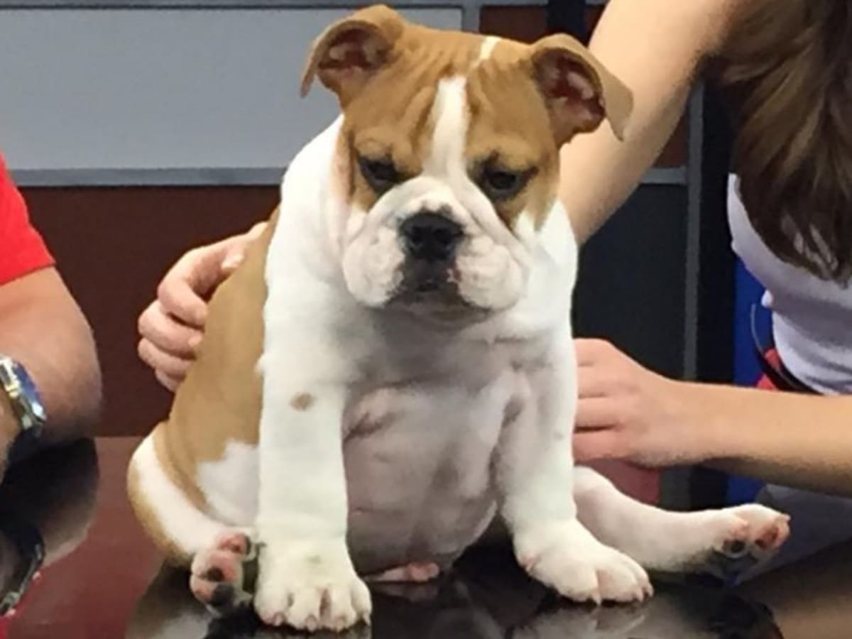 PETA calls Fresno State CA to retire live bulldog mascot