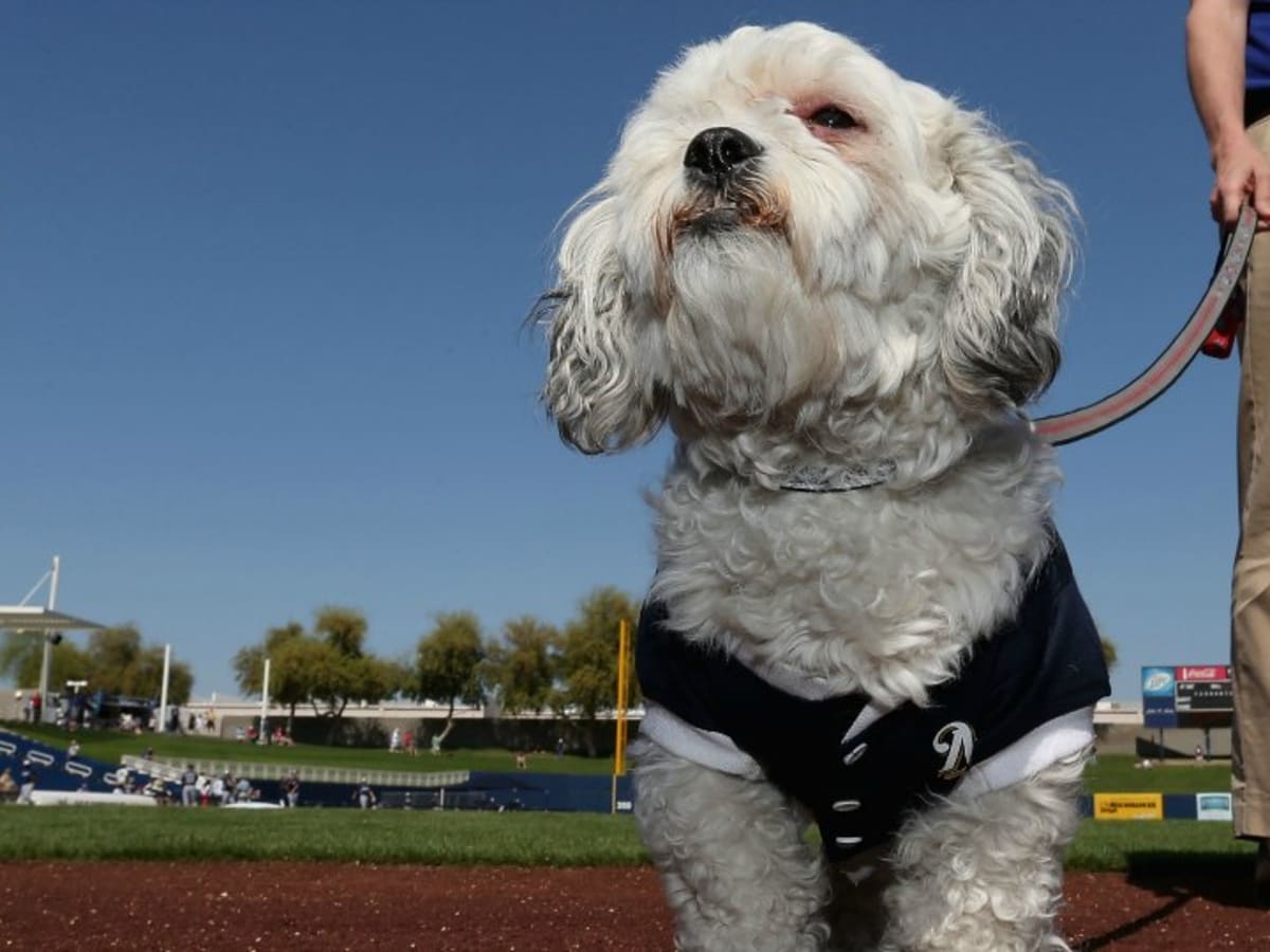 MLB Fans Rally Behind Milwaukee Brewers' Mascot Dog 