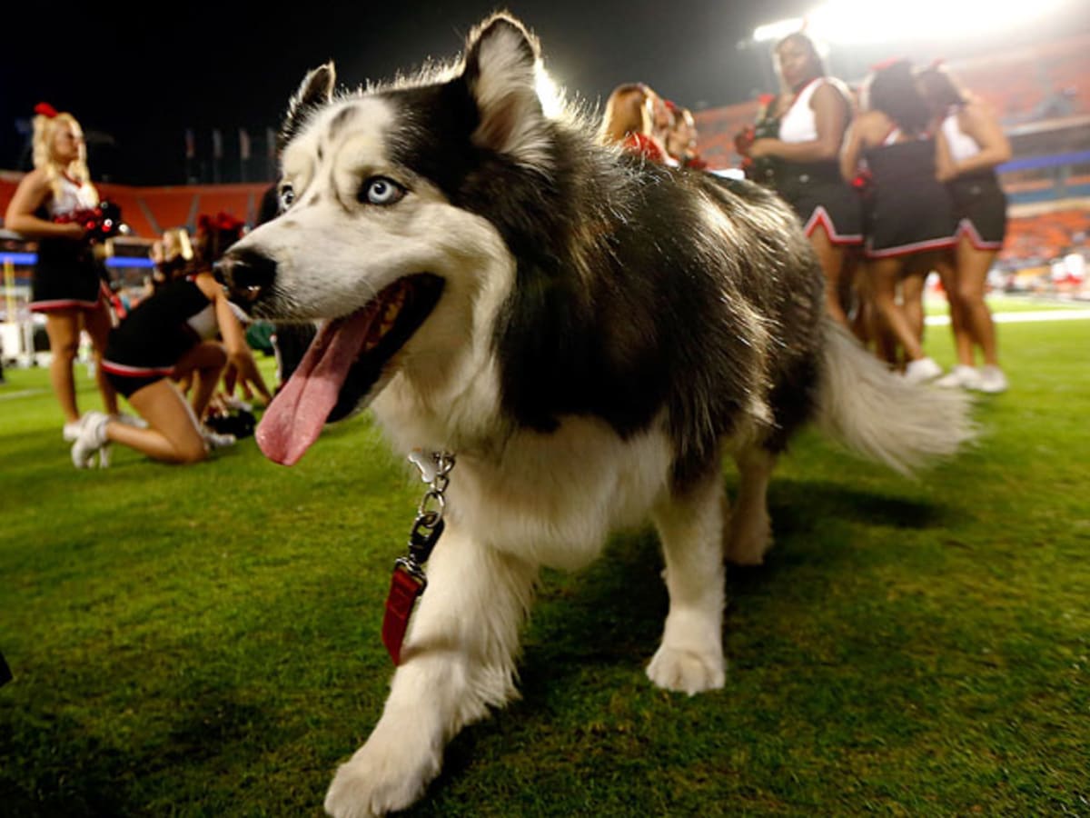 NCAA's Top Real Animal Mascots - Sports Illustrated