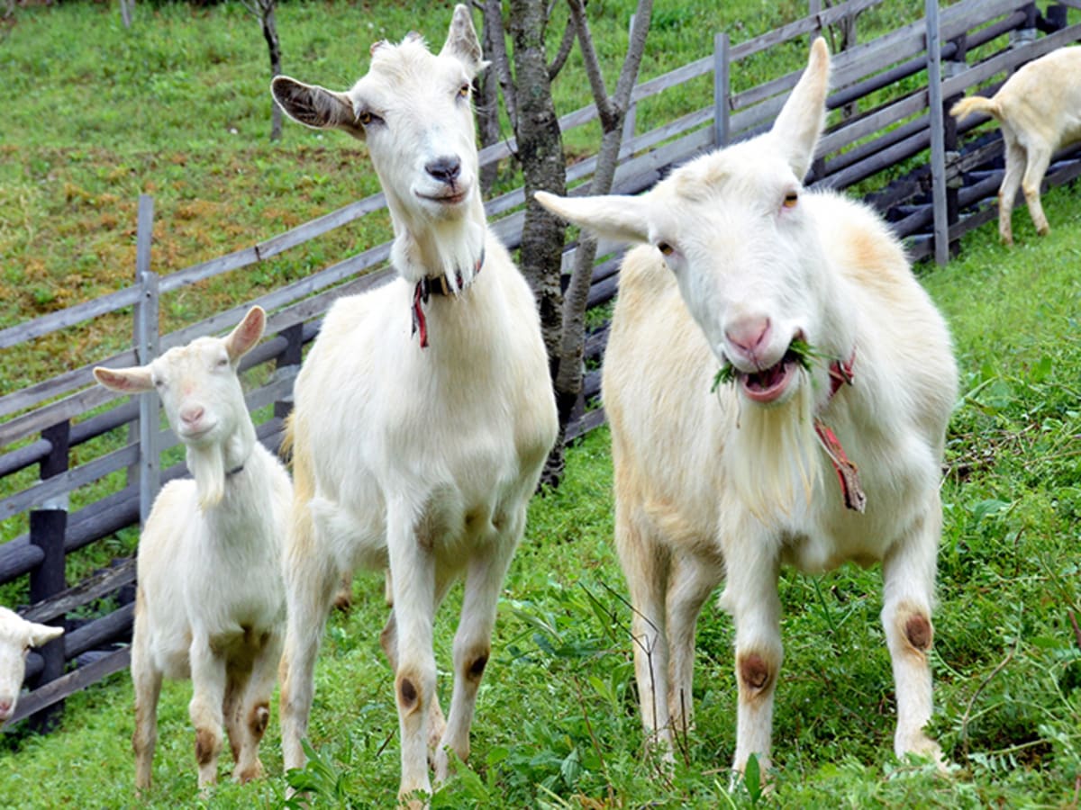 Hartford Yard Goats - Cream Jersey - #20