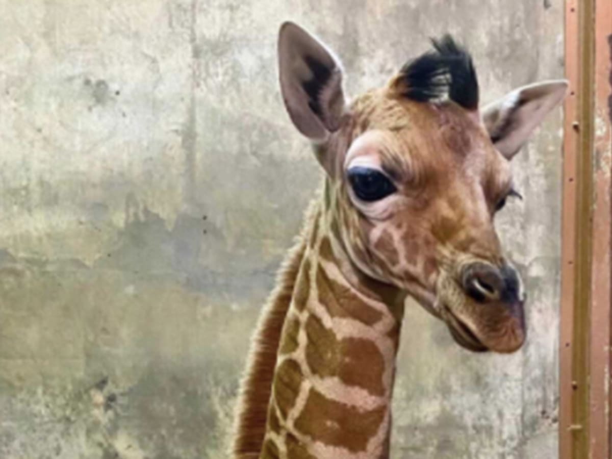 Baton Rouge Zoo names baby giraffe Burreaux after LSU's Joe Burrow 