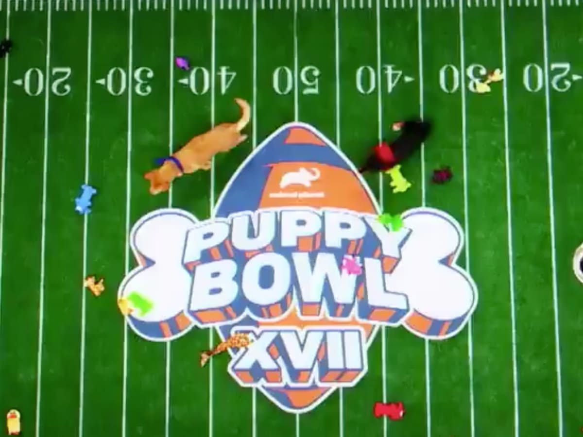 Puppy Bowl' and 'Kitten Bowl' 2021: Time, channel, how to watch